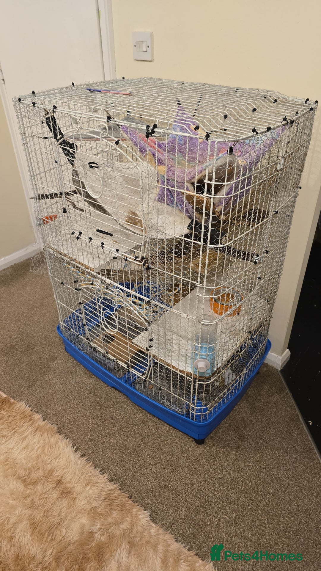 Rat rodents for sale: Desperate to rehome 2 beautiful female rats  - Advert 4