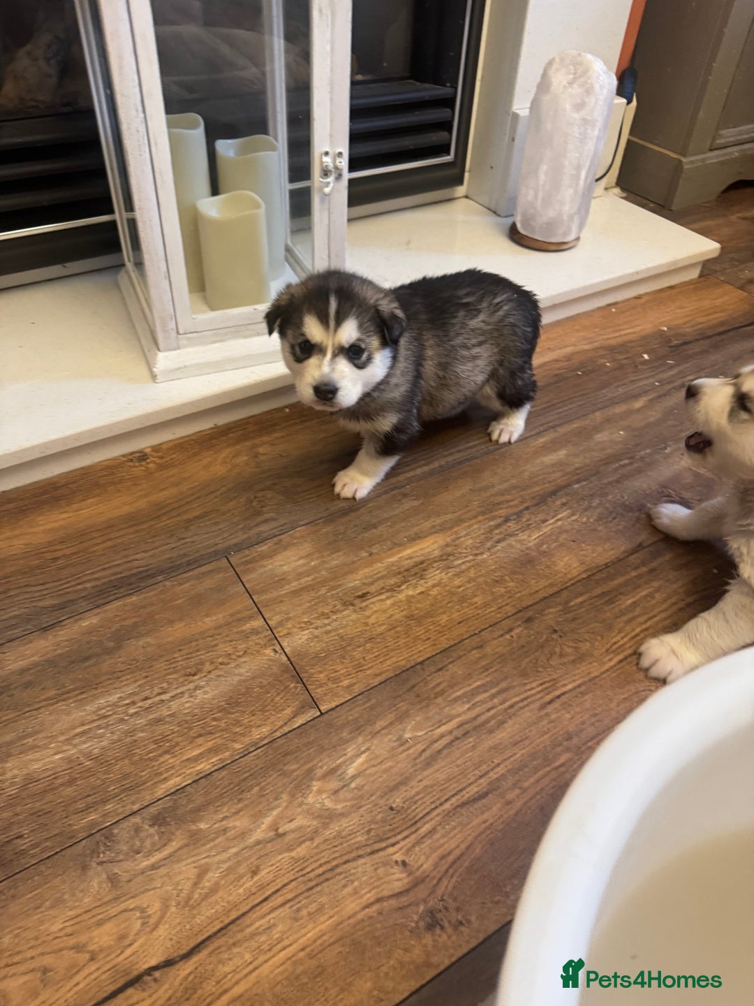 Siberian Husky dogs for sale: Siberian Husky puppies 3 girls 1 boy - Advert 8