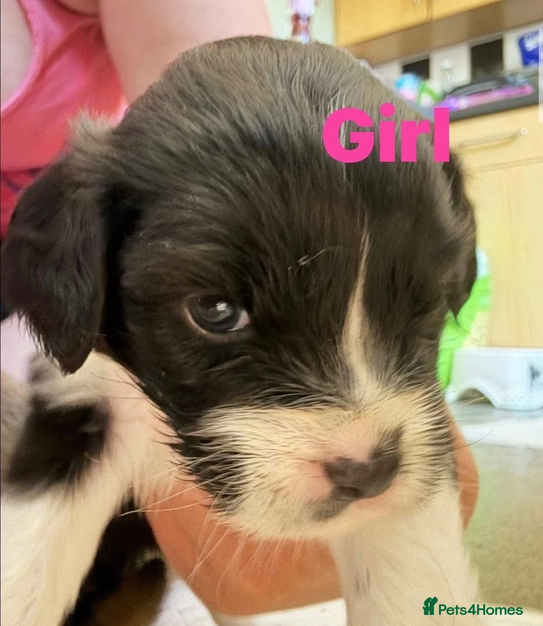 Mixed Breed dogs for sale: Poogle x shichon - Advert 1