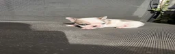 French Bulldog dogs for sale: Pedigree French Bulldog Puppies – Home-Raised - Advert 25
