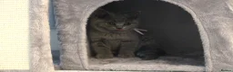 British Shorthair cats for sale: Blue British Shorthair ✨ chunky teddy bear kittens - Advert 19