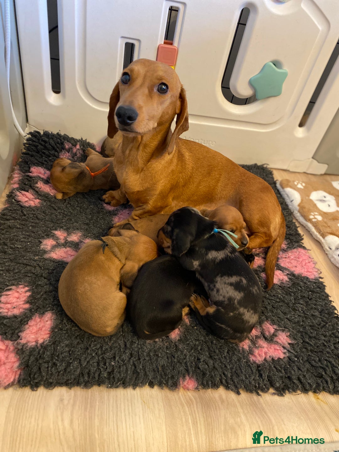 Miniature Dachshund dogs for sale: Beautiful miniature smooth KC reg dachshund  - Advert 4