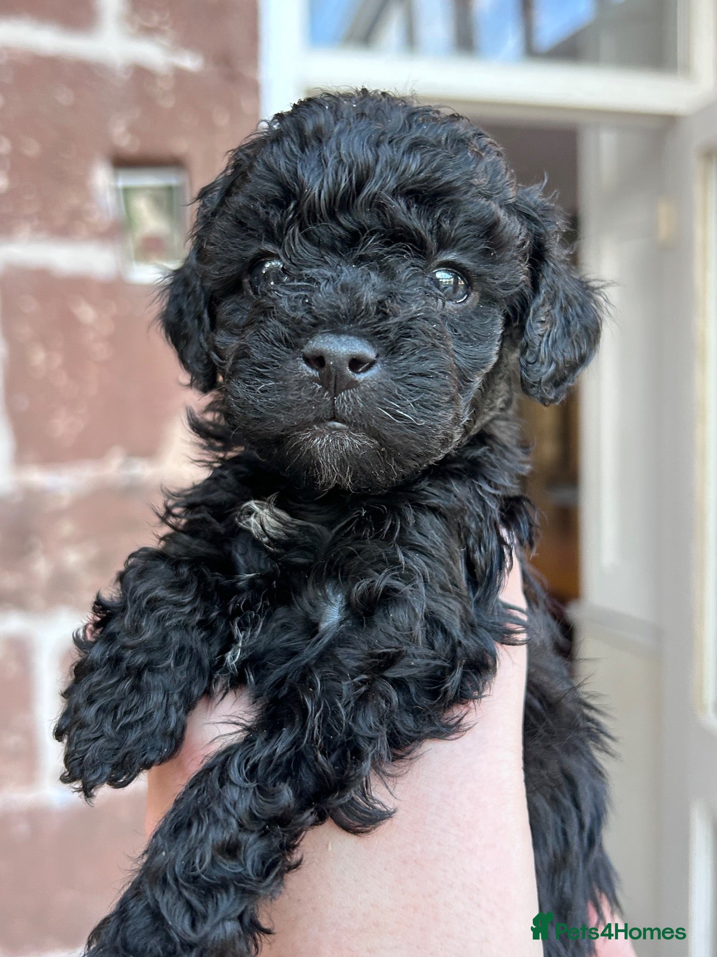 Cavapoo dogs 🐾 OUR BEAUTIFUL F1B CAVAPOO PUPPIES ARE HERE! 🐾 - Advert 2