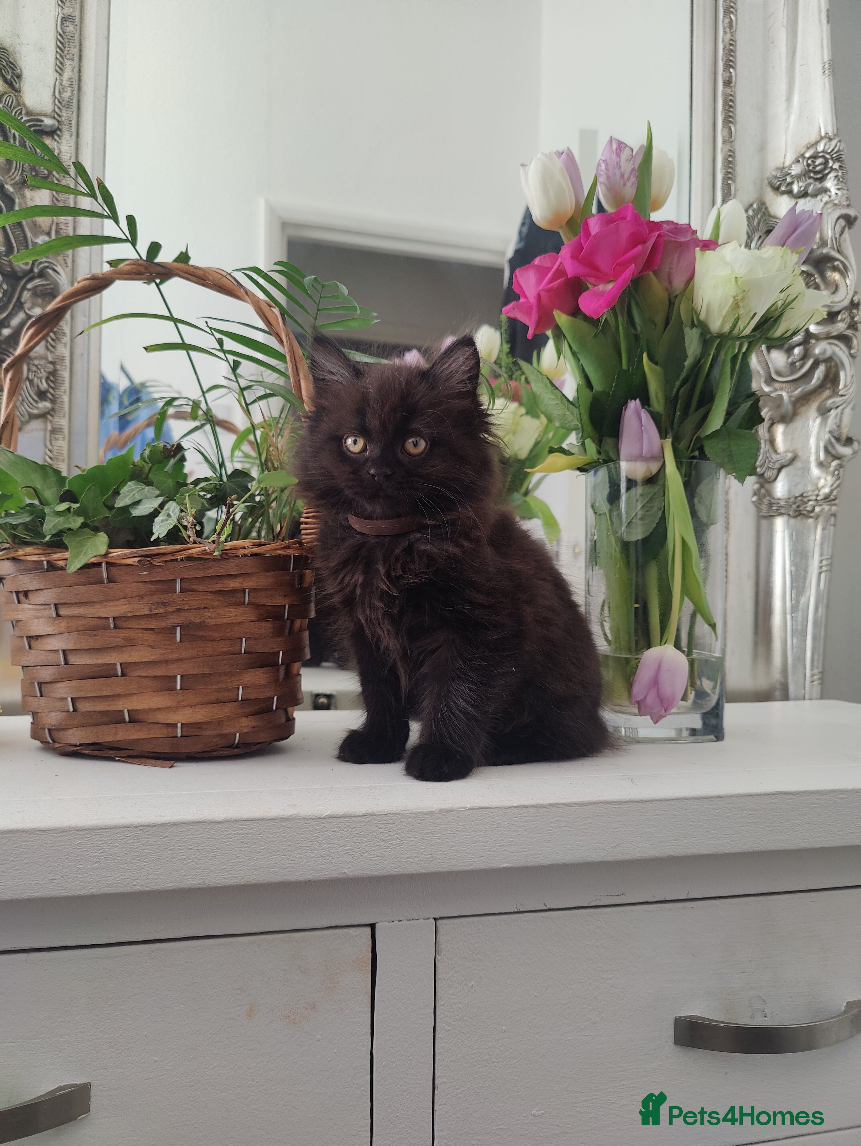 Mixed Breed cats Persian Mix kittens for sale  - Advert 3