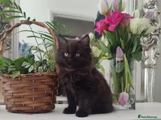 Mixed Breed cats Persian Mix kittens for sale - Advert 2