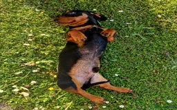 Miniature Dachshund dogs for sale: Male Miniature Dachsund - Image 3