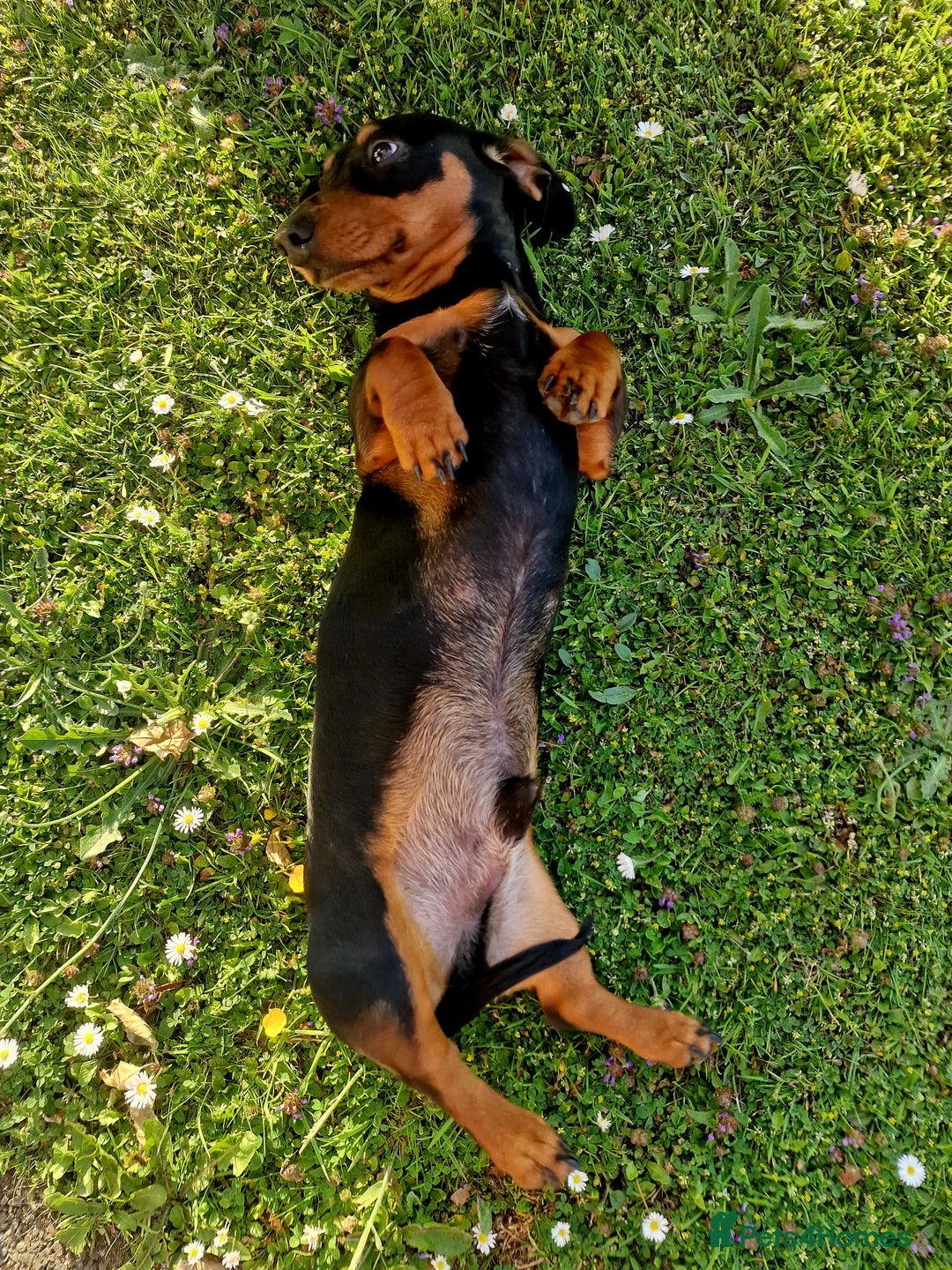 Miniature Dachshund dogs for sale: Male Miniature Dachsund - Image 3