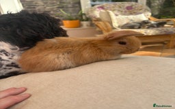 Mini Lop rabbits for sale: Indoor raised Mini lops and lion lops ~vaccinated  - Image 7