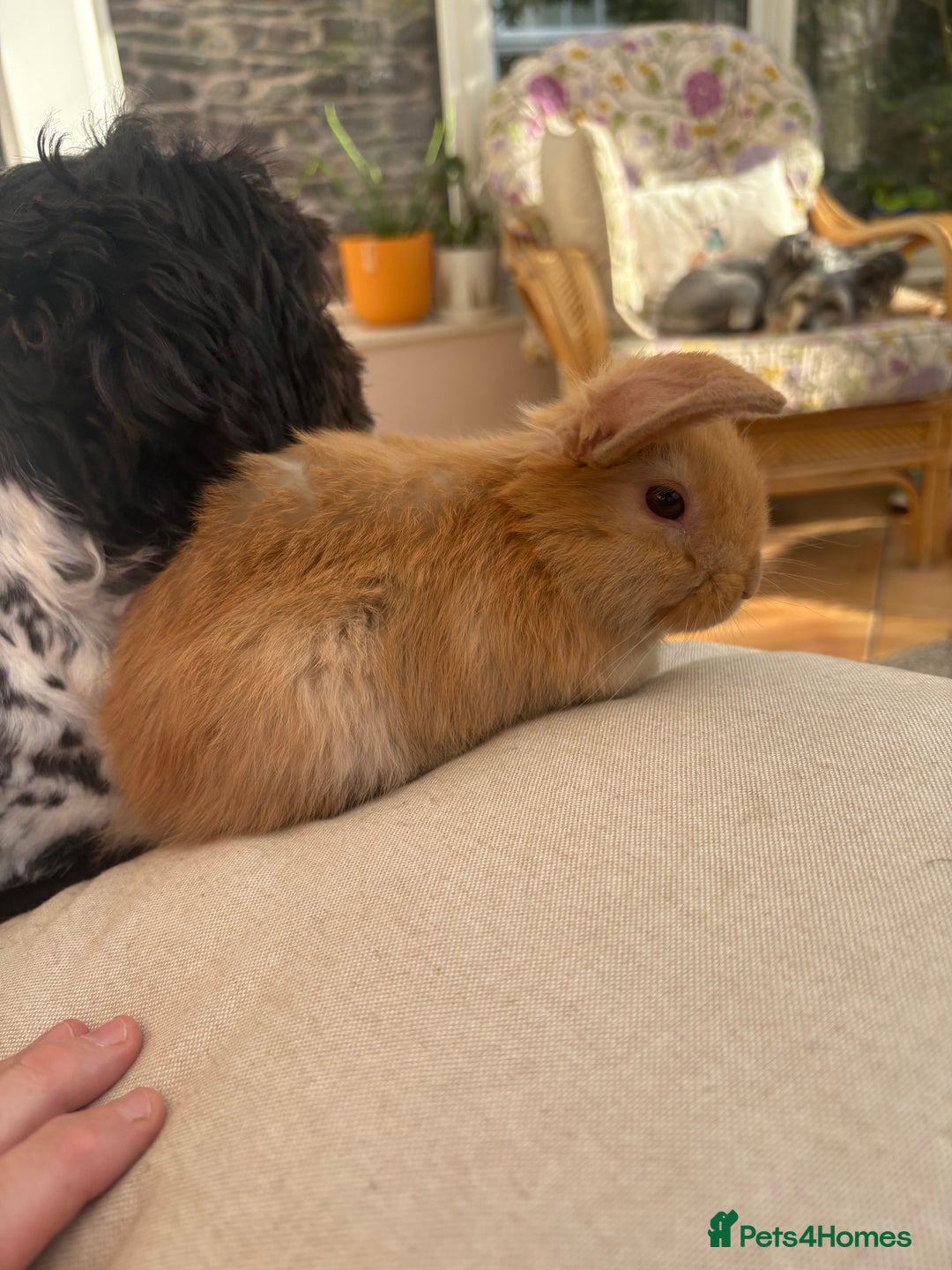 Mini Lop rabbits for sale: Indoor raised Mini lops and lion lops ~vaccinated  - Image 7