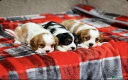 Cavalier King Charles Spaniel dogs for sale: Beautiful cavalier king charles puppies - Image 5
