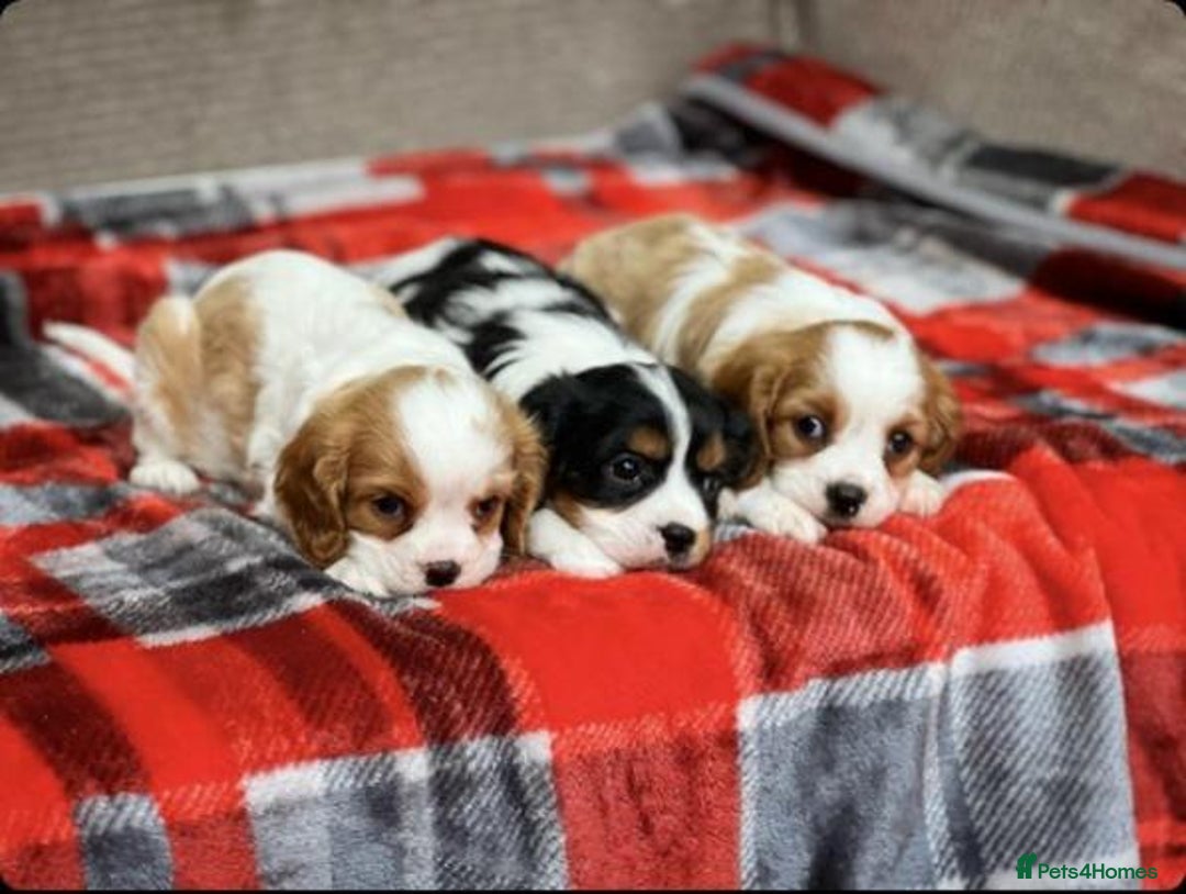 Cavalier King Charles Spaniel dogs for sale: Beautiful cavalier king charles puppies - Image 5