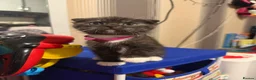 Scottish Fold cats for sale: ScottishFold and BSH kittens  - Advert 21