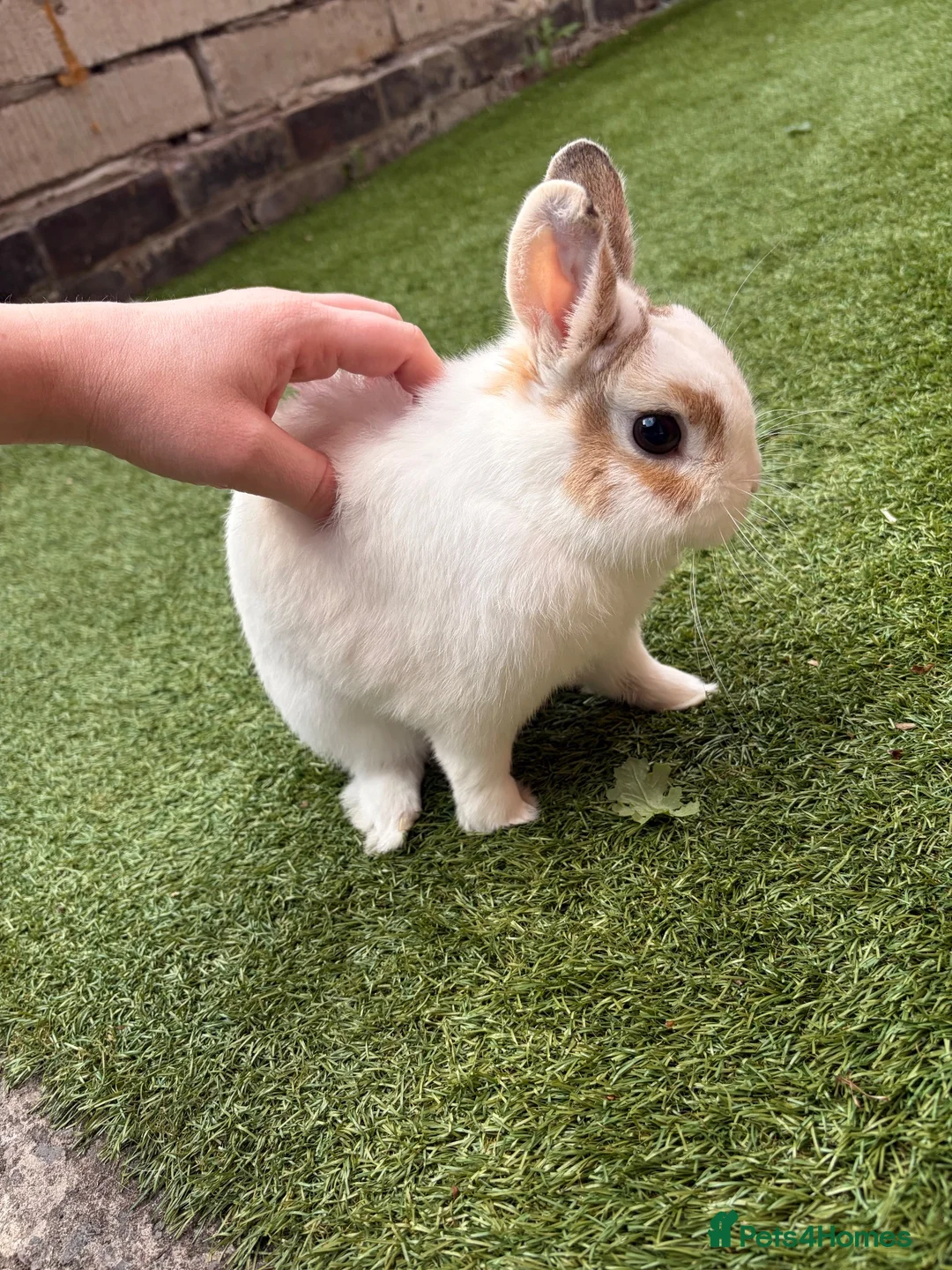 Netherland Dwarf rabbits for sale: Brown and white netherland dwarf  in Heywood - Advert 2