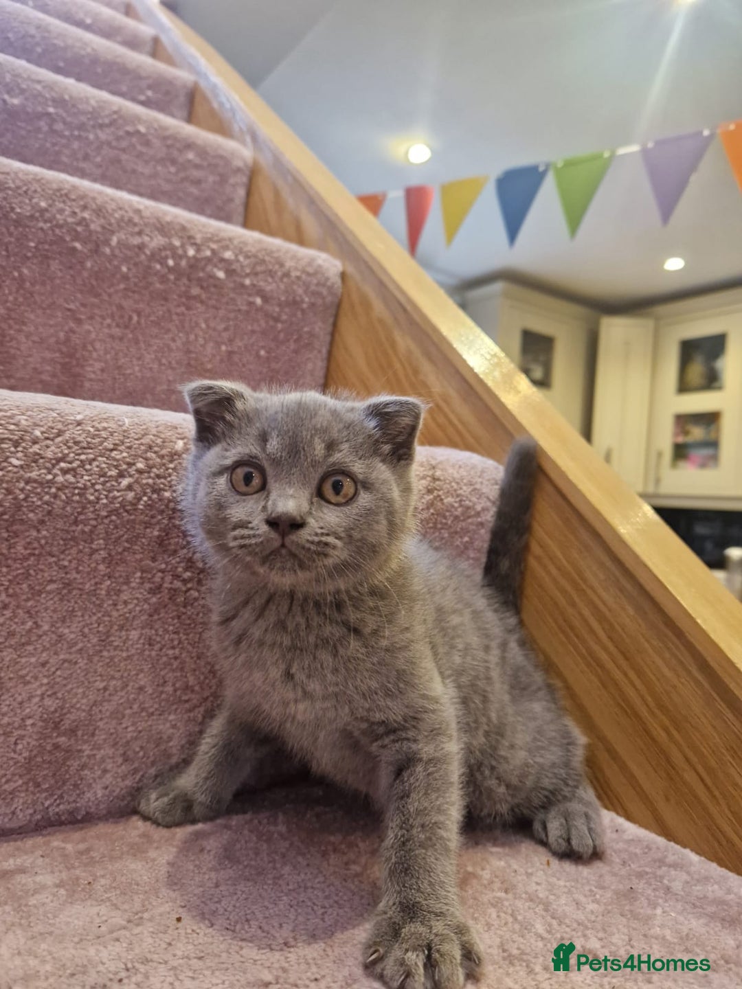 Scottish Fold cats for sale: 1 BSH Boy AVAILABLE. in Sheffield - Image 30