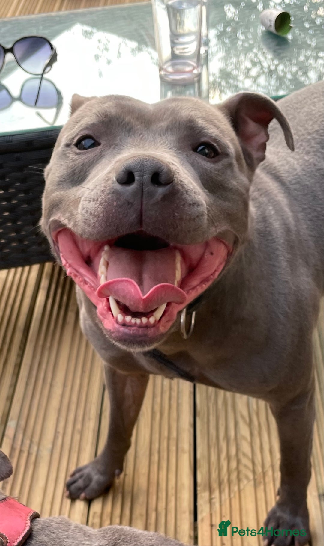 Staffordshire Bull Terrier dogs for stud: STUD…. Blue Siras champion bloodlines  in Stroud - Image 8