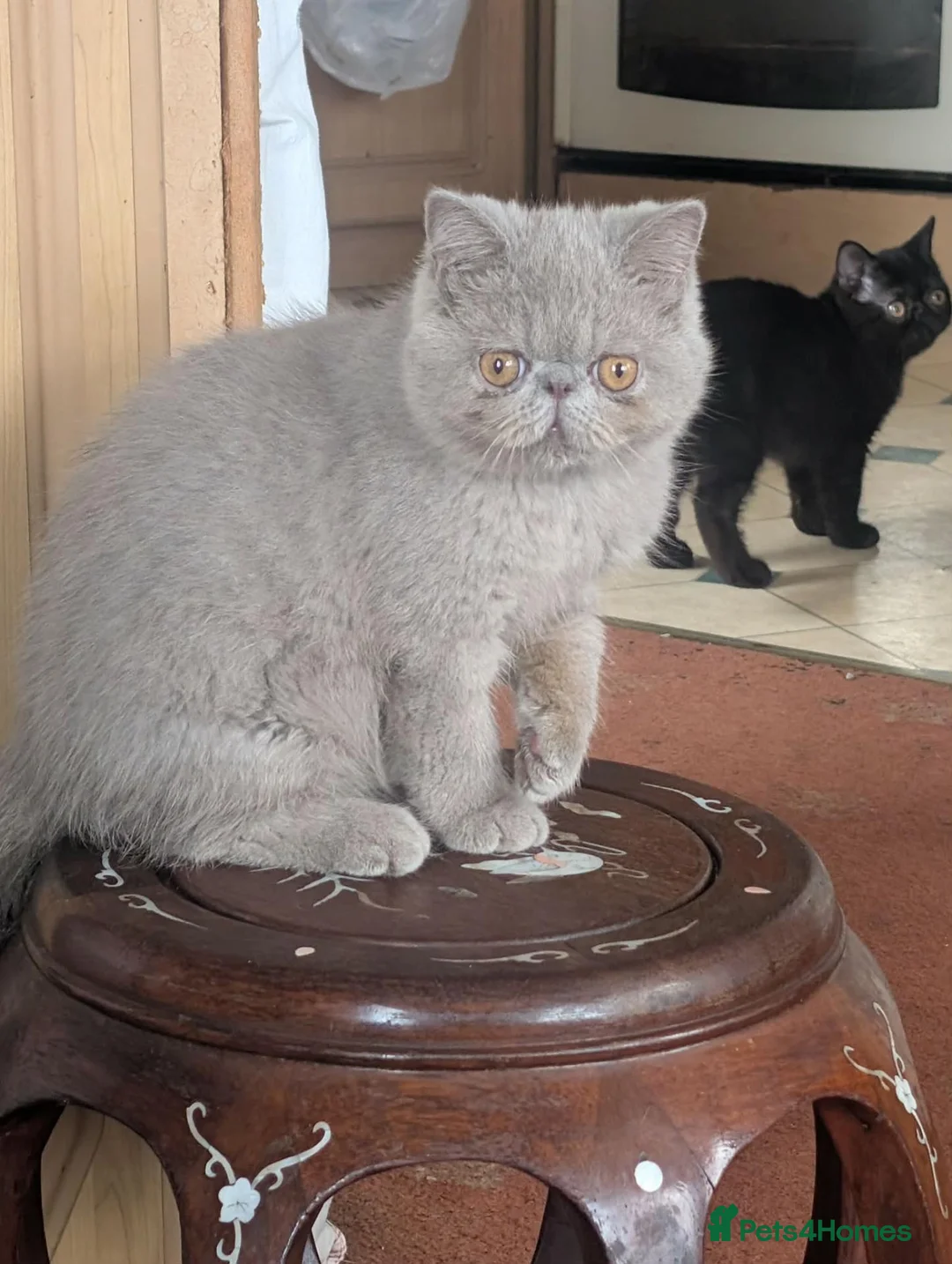 Exotic cats for sale: Rare Lilac Exotic Boy  - Advert 1