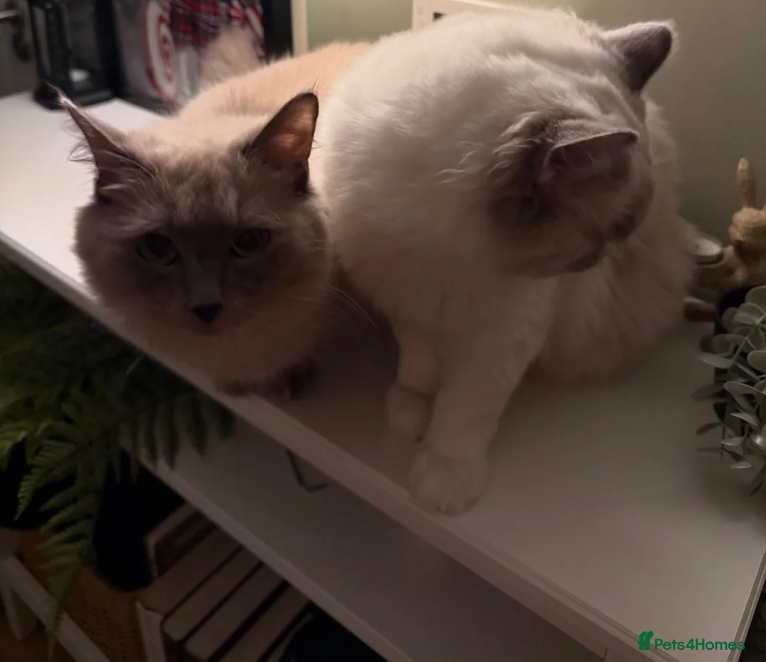 Ragdoll cats for sale: LAST FEMALE  - Advert 11