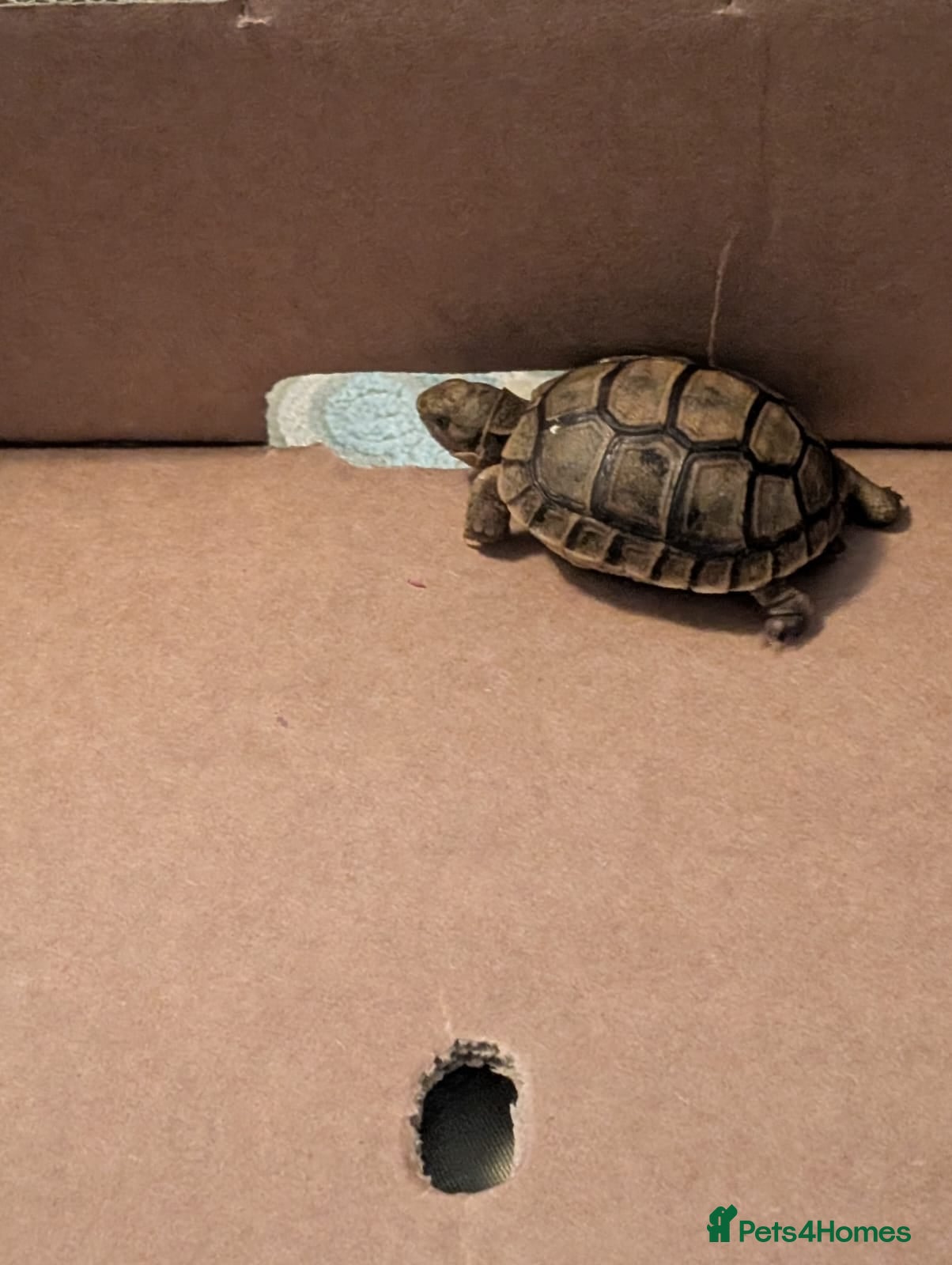 Tortoise reptiles Greek Spur Tortoise  - Advert 2