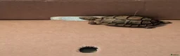 Tortoise reptiles for sale: Greek Spur Tortoise  - Advert 2