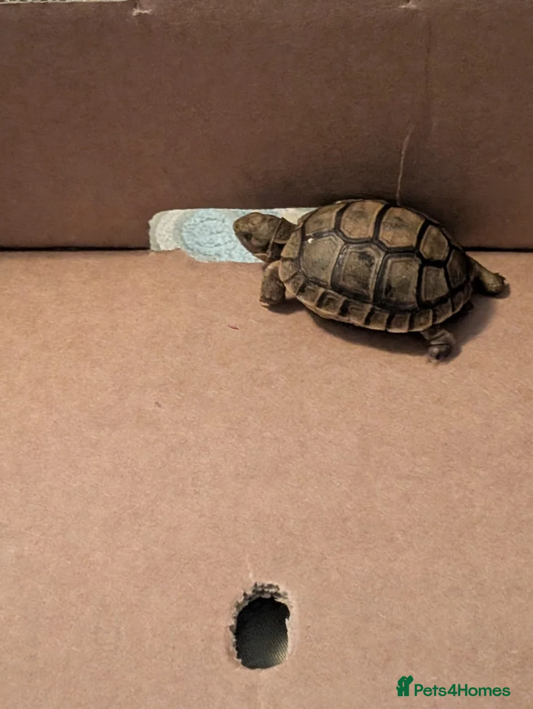 Tortoise reptiles for sale: Greek Spur Tortoise  - Advert 2