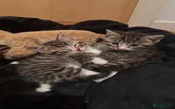 Domestic Shorthair cats for sale: 5 Tabby & Tuxedo kittens for sale - Image 12