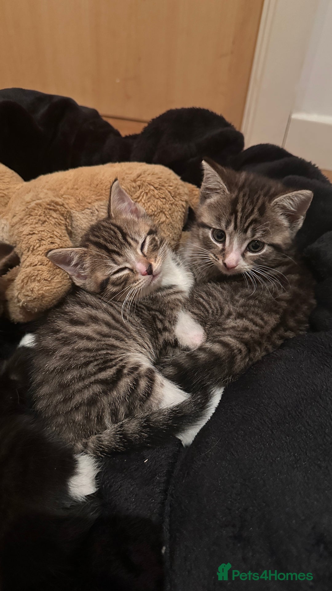 Domestic Shorthair cats for sale: 5 Tabby & Tuxedo kittens for sale - Image 12