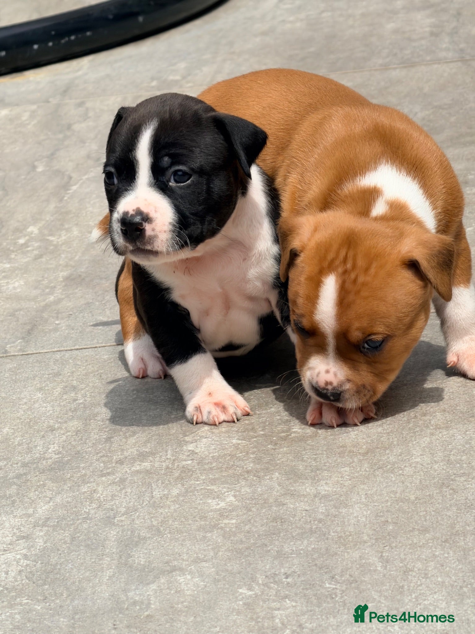 Staffordshire Bull Terrier dogs ONLY 4 LEFT❗️❗️❗️Staffordshire Bull Terrier 🐶 - Advert 2