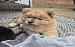 Chow Chow dogs for sale: 🩷🩵ONLY THREE GIRL chow chows left ready to go🩵 - Image 34