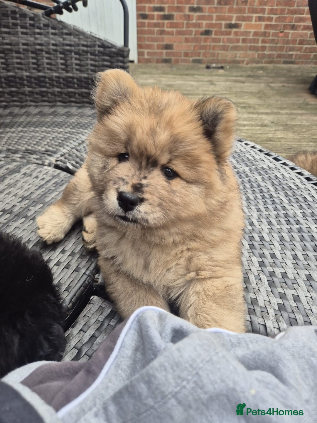 Chow Chow dogs for sale: 🩷🩵ONLY THREE GIRL chow chows left ready to go🩵 - Image 34