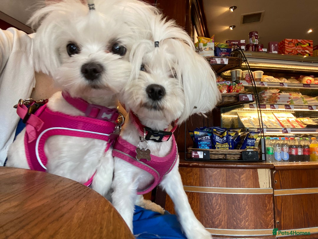 Maltese dogs for sale: KC Reg Korean Maltese girls - Image 39