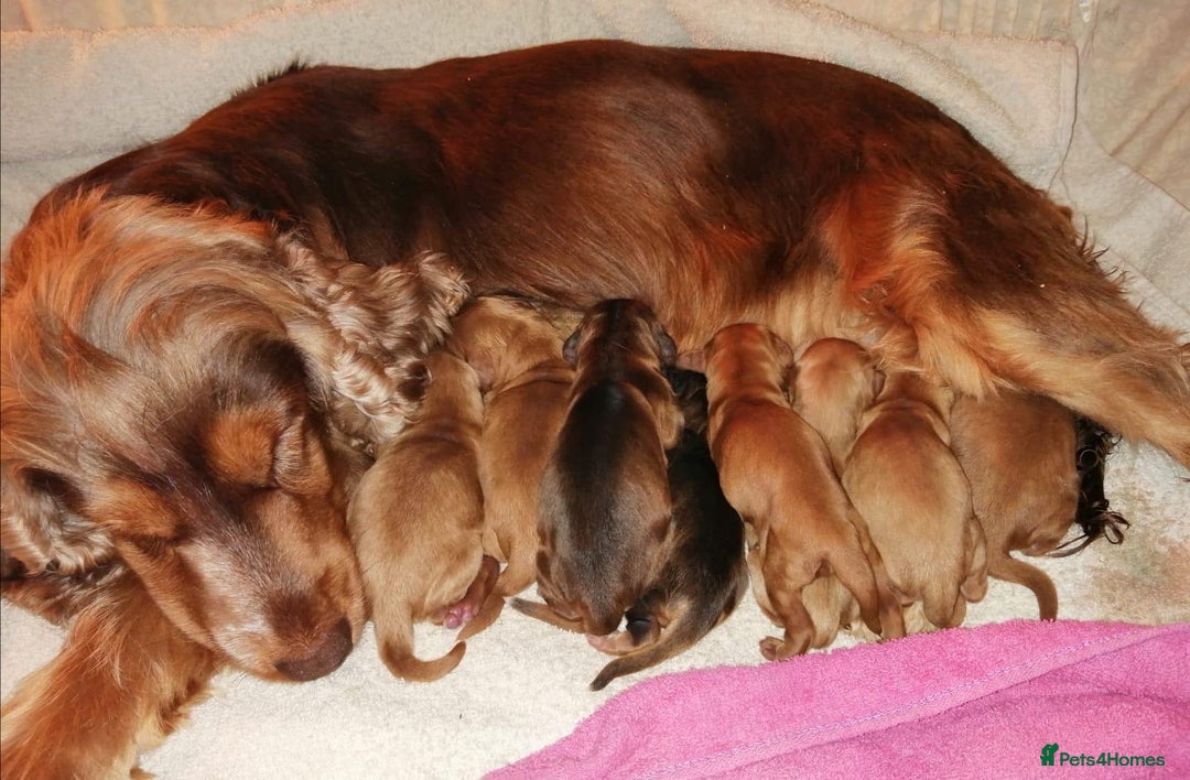 Cockapoo dogs for sale: Cockapoo babies  - Image 14