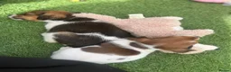 Jack Russell dogs for sale: 5 beautiful Jack Russell puppies  in Wickford - Advert 4
