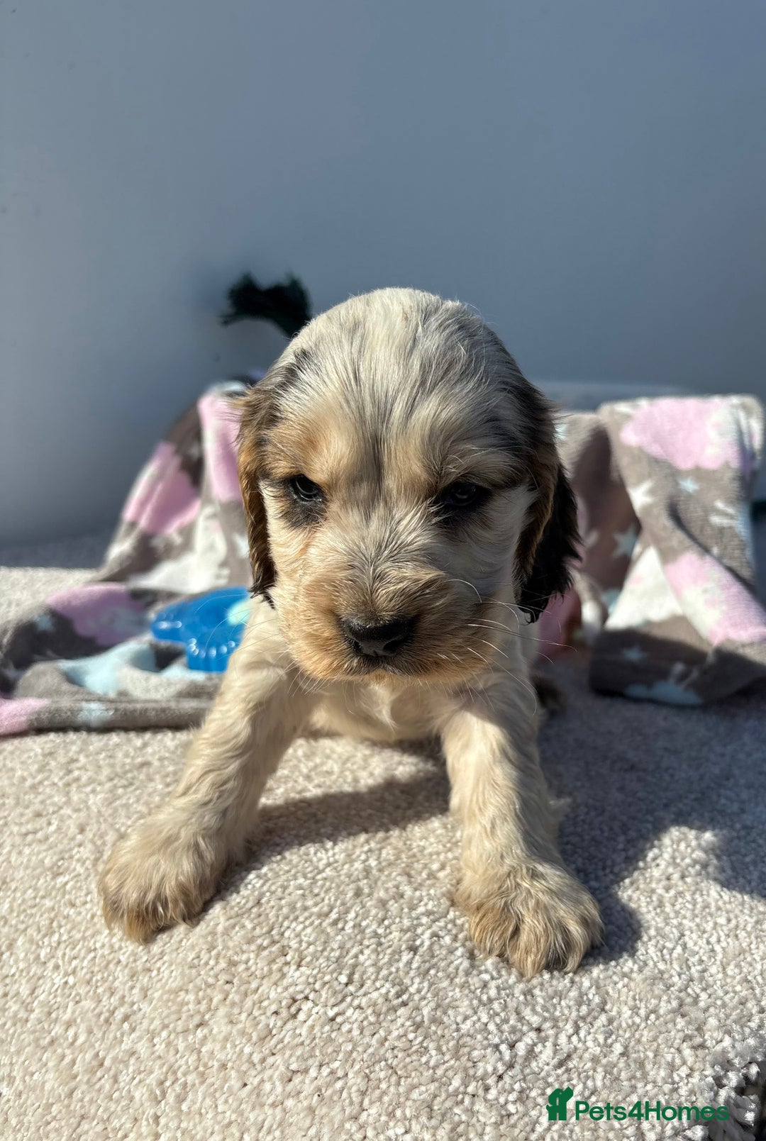 Cocker Spaniel dogs for sale: Show Cocker Spaniel puppies - Image 1