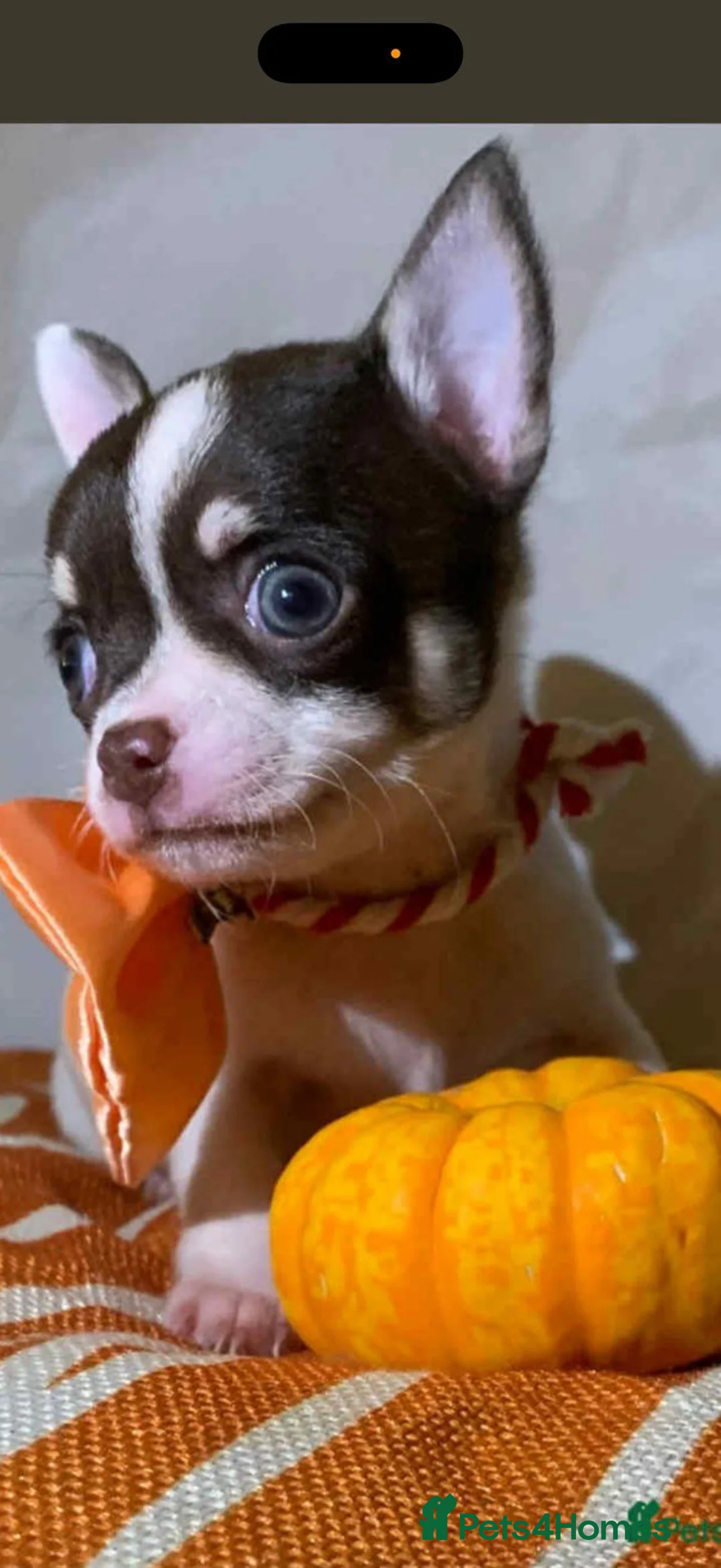 Chihuahua dogs for sale: Benji in Manchester - Advert 2