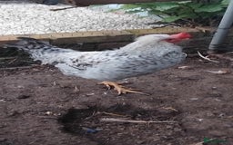 Chickens poultry for sale: Beautiful cream legbar Cockerell and hen  - Image 3