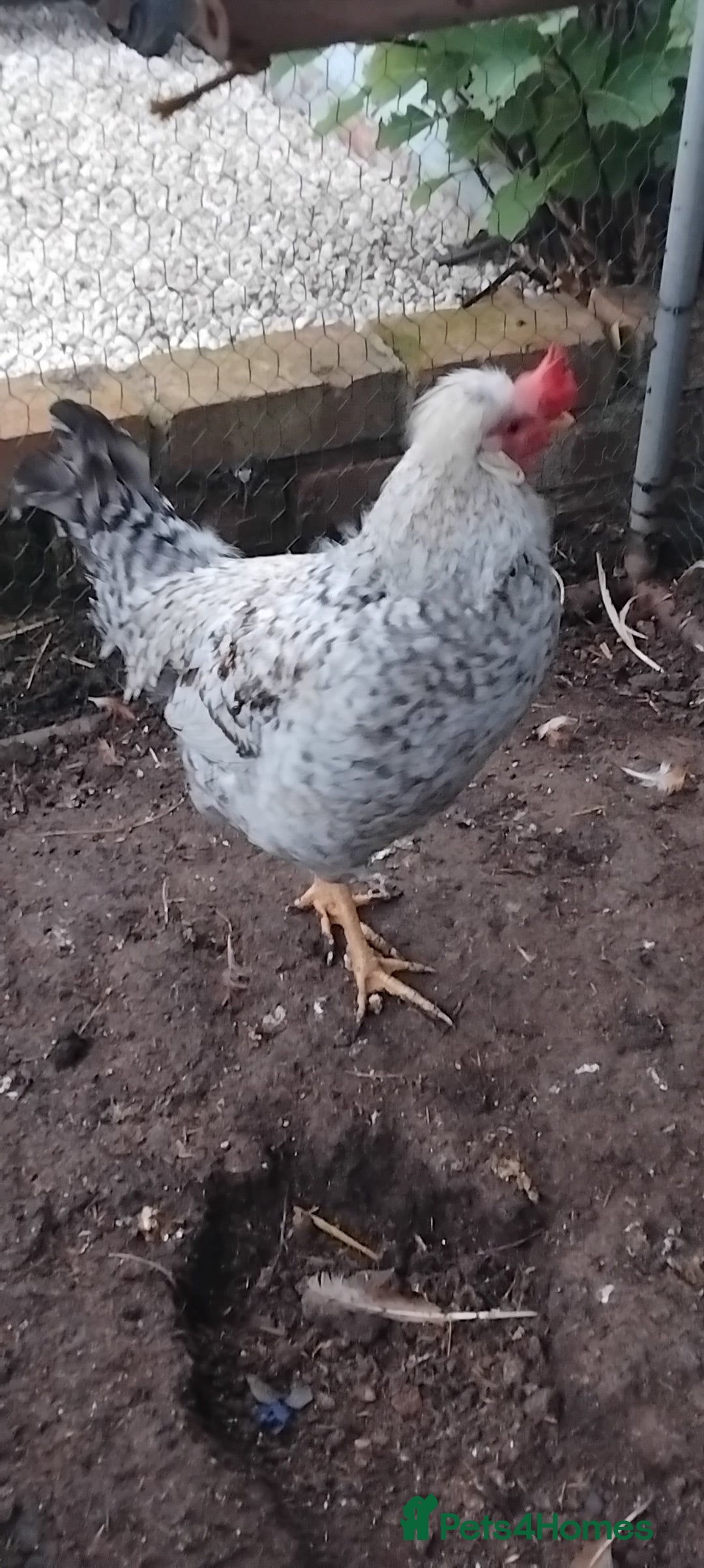 Chickens poultry for sale: Beautiful cream legbar Cockerell and hen  - Image 3