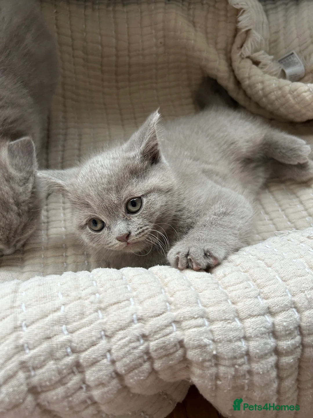 British Shorthair cats for sale: Gorgeous BSH pedigree kittens  - Advert 5