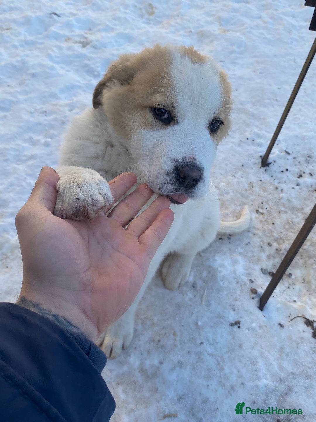 Central Asian Shepherd dogs for sale: Last one boy and girl central Asian shepherd pups - Advert 21