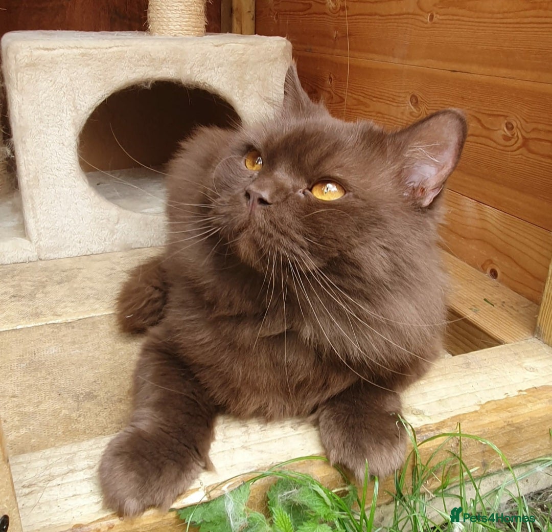 British Longhair cats for sale: Sweet full pedigree British little girl  - Image 9