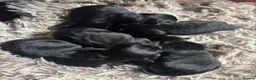 Patterdale Terrier dogs for sale: Patterdale terrier puppies  - Advert 12