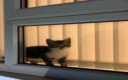 Domestic Shorthair cats for sale: Kitten for sale - Image 2