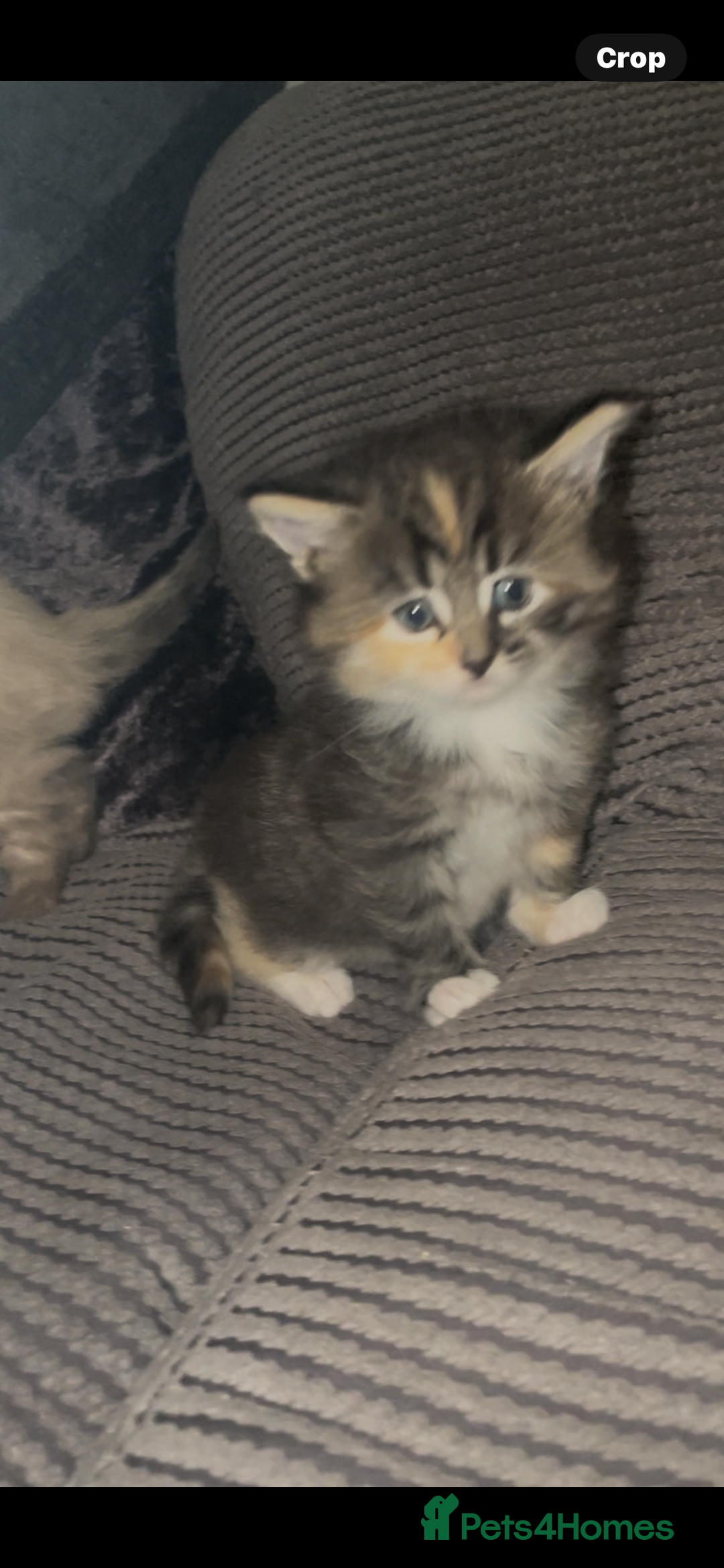 Mixed Breed cats for sale: 3/4 ragdoll kittens available  - Image 6