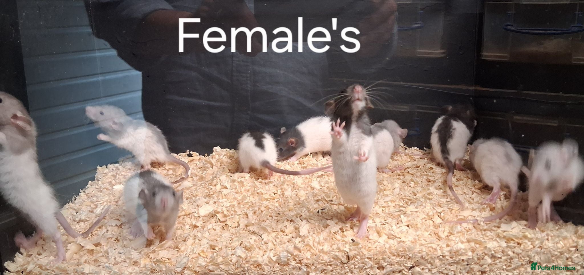Rat rodents Baby Dumbo Rat's Male's & Female's - Advert 2
