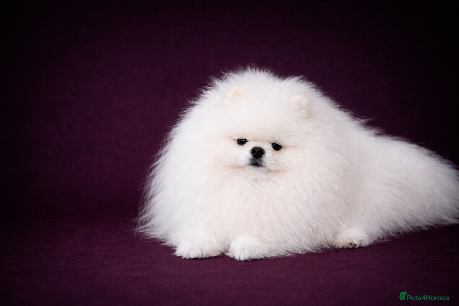 Pomeranian dogs KC well proven 1,9kg  stud in Surrey !  in Camberley - Advert 15