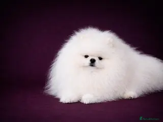 Pomeranian dogs KC well proven 1,9kg stud in Surrey ! in Camberley - Advert 15