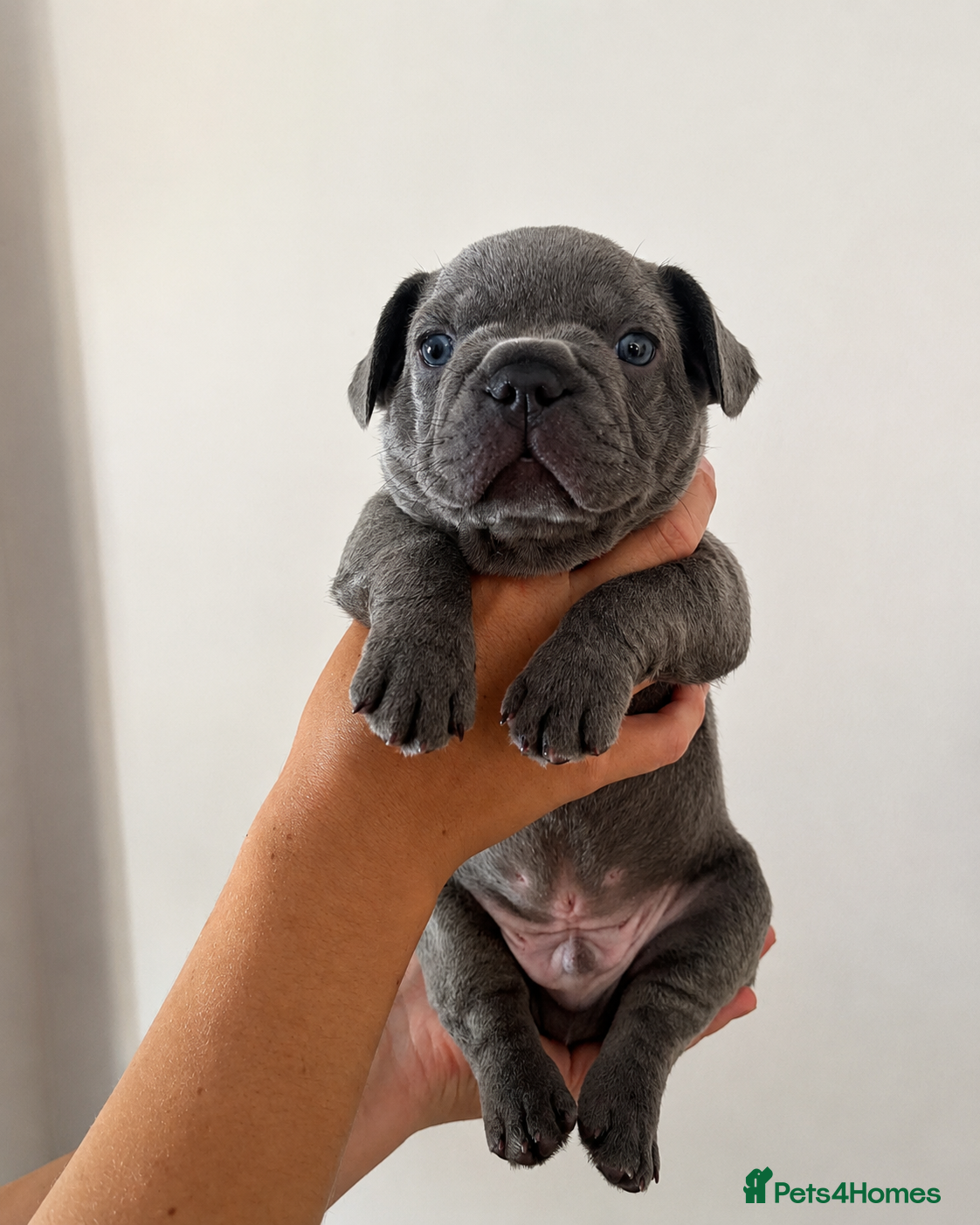 French Bulldog dogs Exceptional KC French Bulldog Puppies - Advert 2