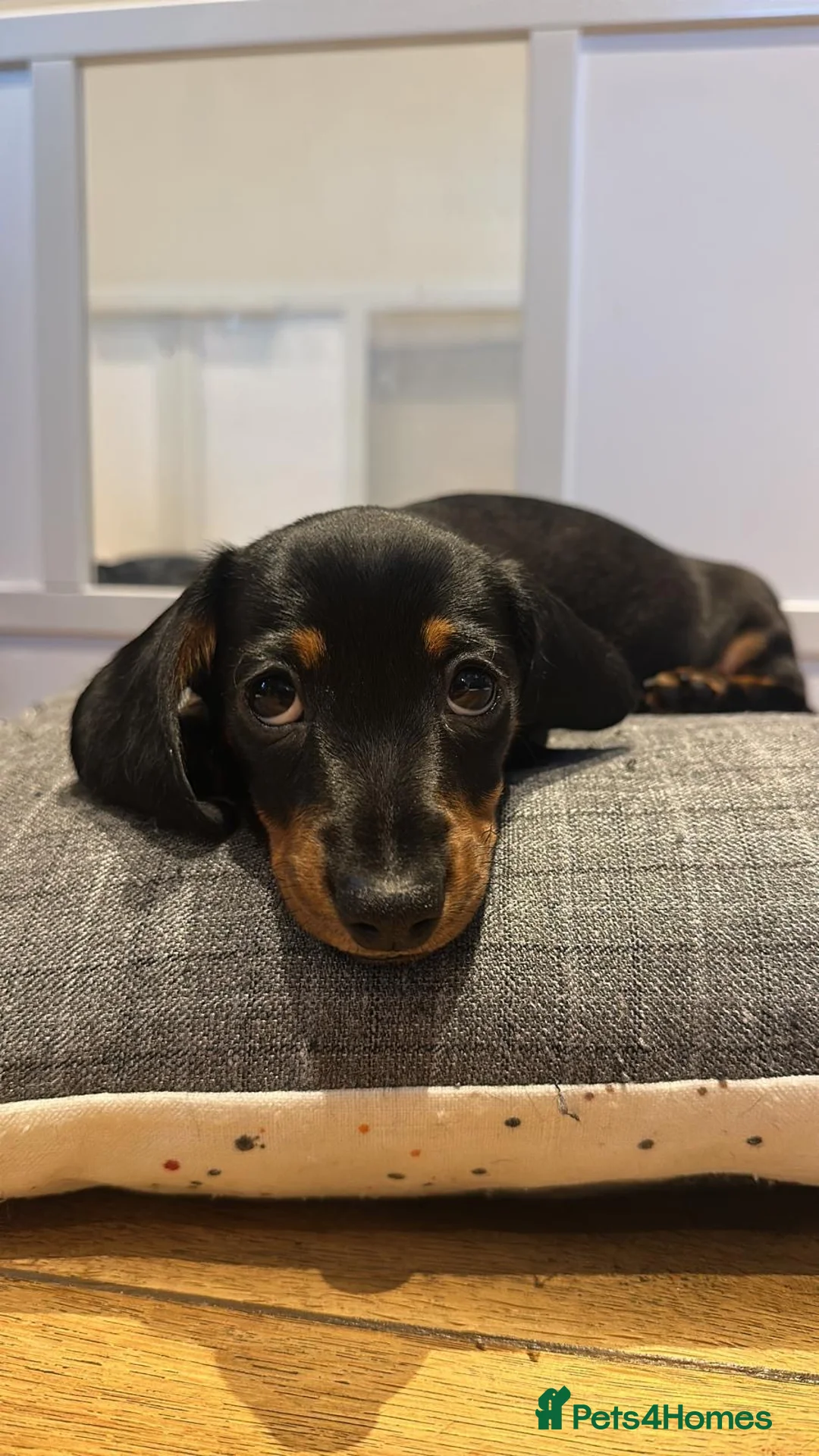 Dachshund dogs for sale: Beautiful Dachshund miniature  - Advert 10