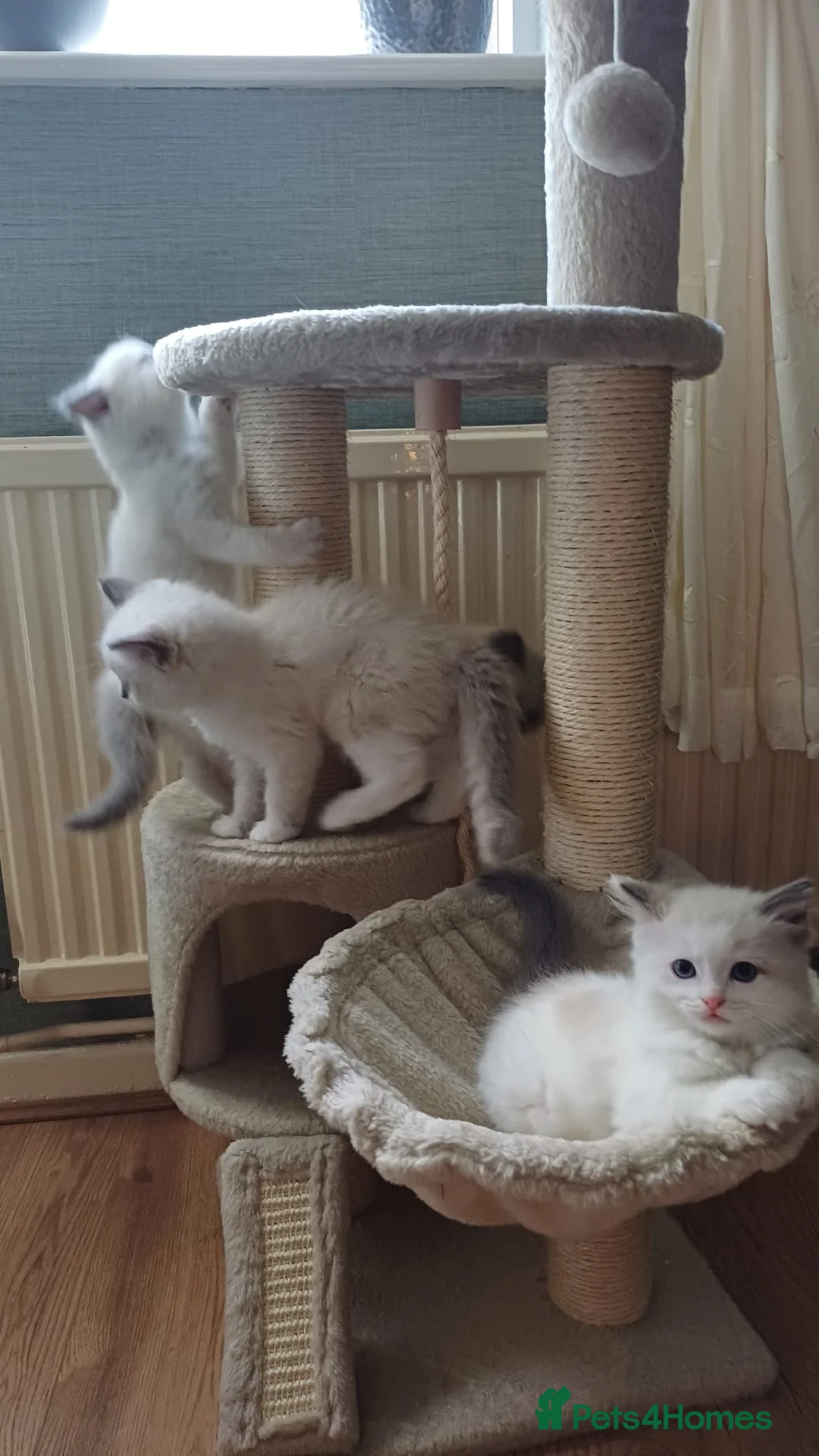 Ragdoll cats for sale: Cute ragdoll kittens - Advert 8