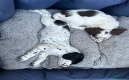 Cocker Spaniel dogs for sale: KC working Cocker Spaniels - Image 6