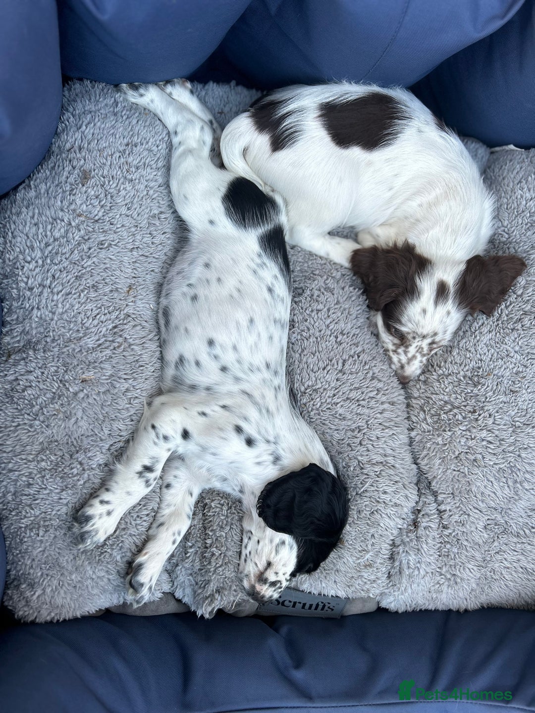 Cocker Spaniel dogs for sale: KC working Cocker Spaniels - Image 6